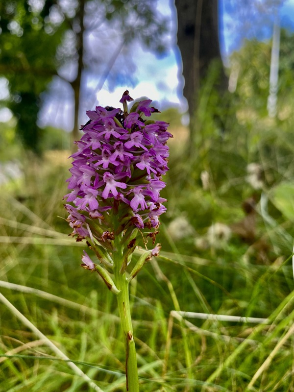 A beautiful purple pyramidal orchid at UCD